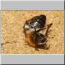 Andrena barbilabris - Sandbiene w17 10mm - Sandgrube Niedringhaussee det.jpg